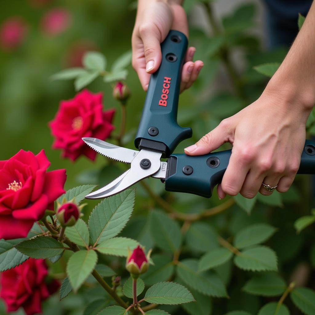 Bosch Pruning Shears Trimming a Rose Bush