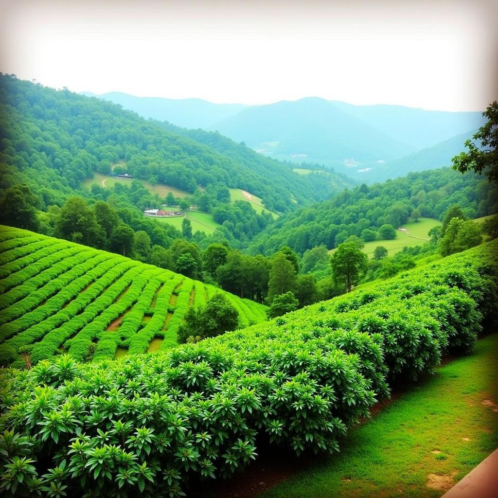 View of coffee plantations from a Chikmagalur homestay