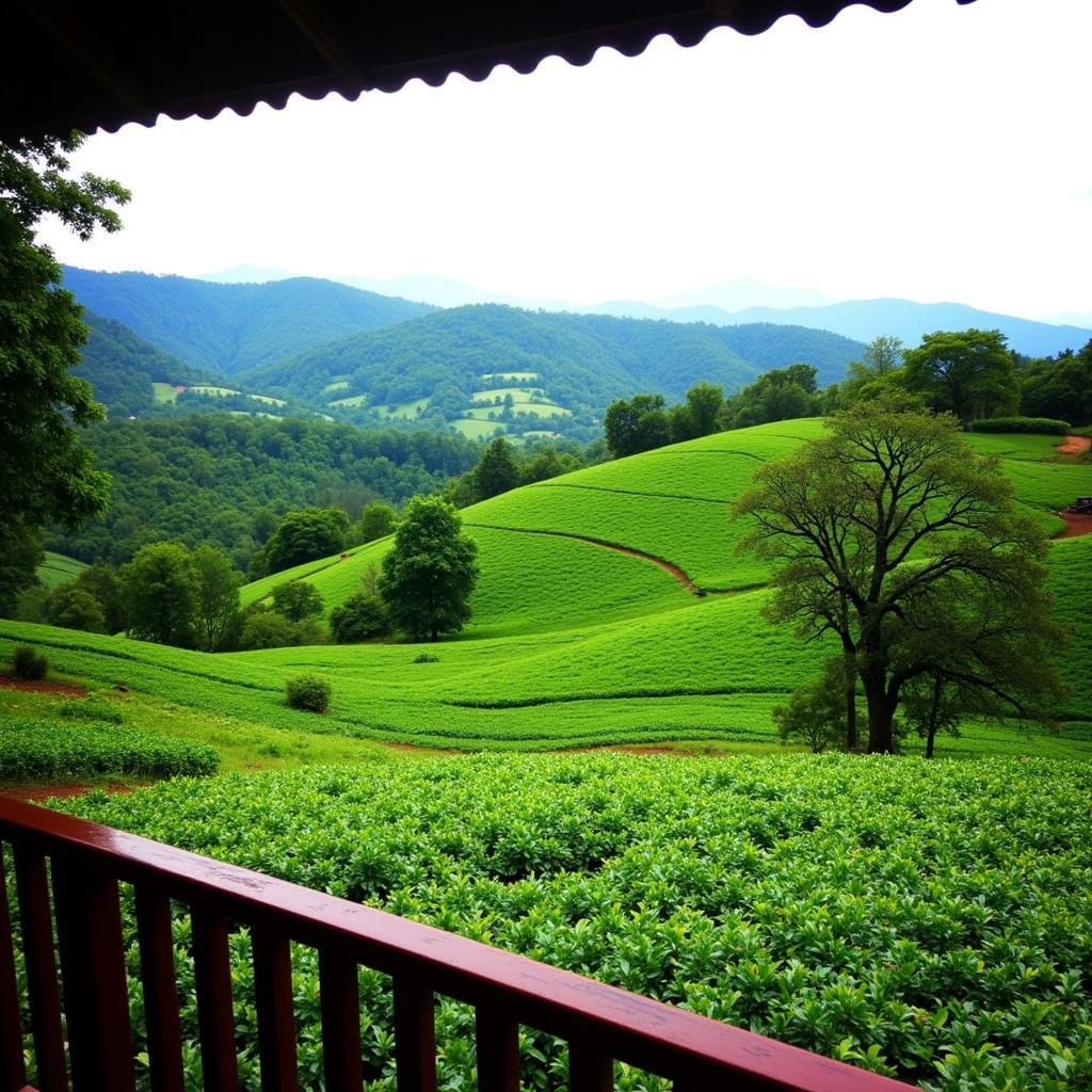 Stunning view of a coffee plantation from a Chikmagalur homestay