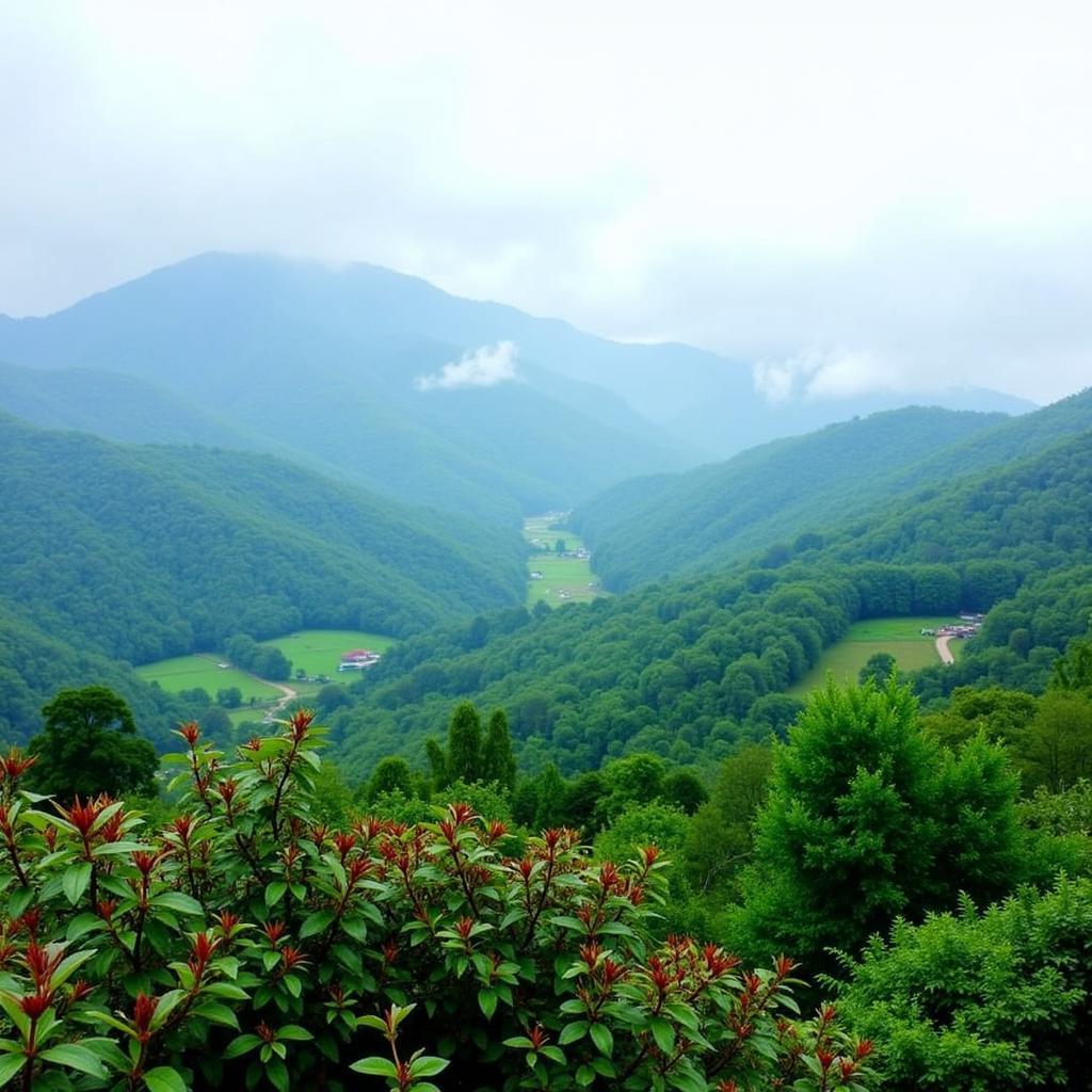 Coorg Homestay: Scenic view of the surrounding hills and valleys