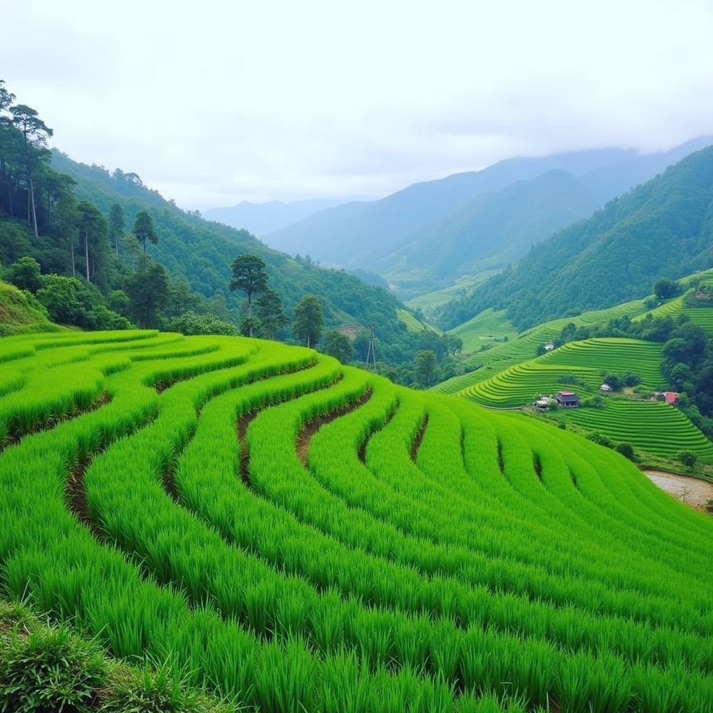 Panoramic Rice Terraces View from a Sapa Homestay