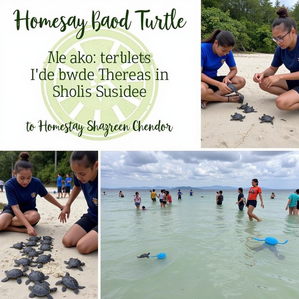 Cherating Turtle Sanctuary Near Homestay