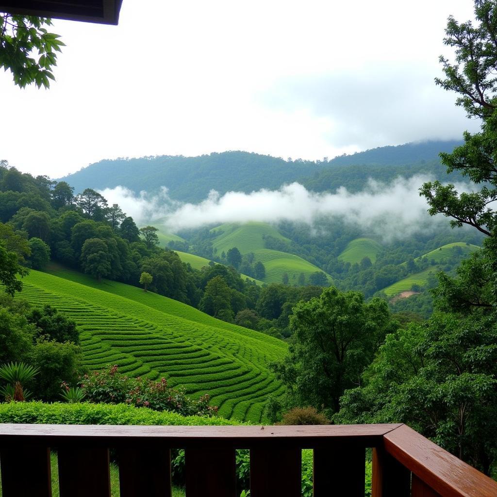 Coffee Plantation View from Coorg Homestay