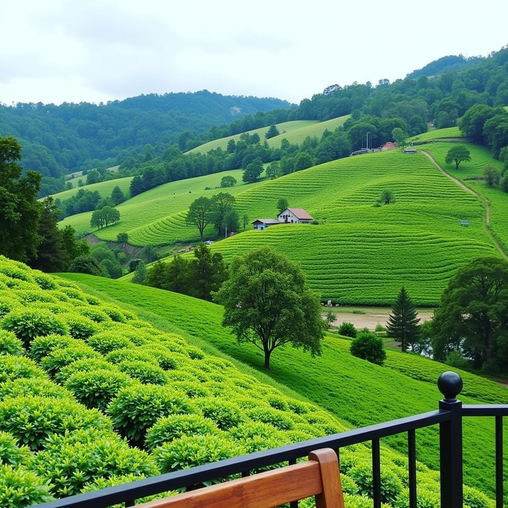 Greendale Homestay Coffee Plantation View