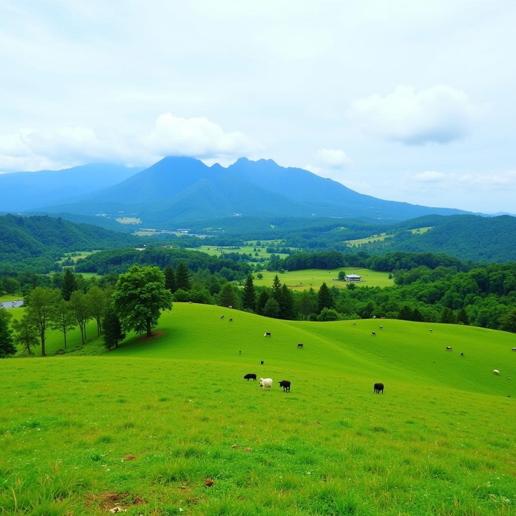 Kundasang Landscape - Panoramic view of the rolling hills of Kundasang with vibrant green pastures and Mount Kinabalu in the distance.