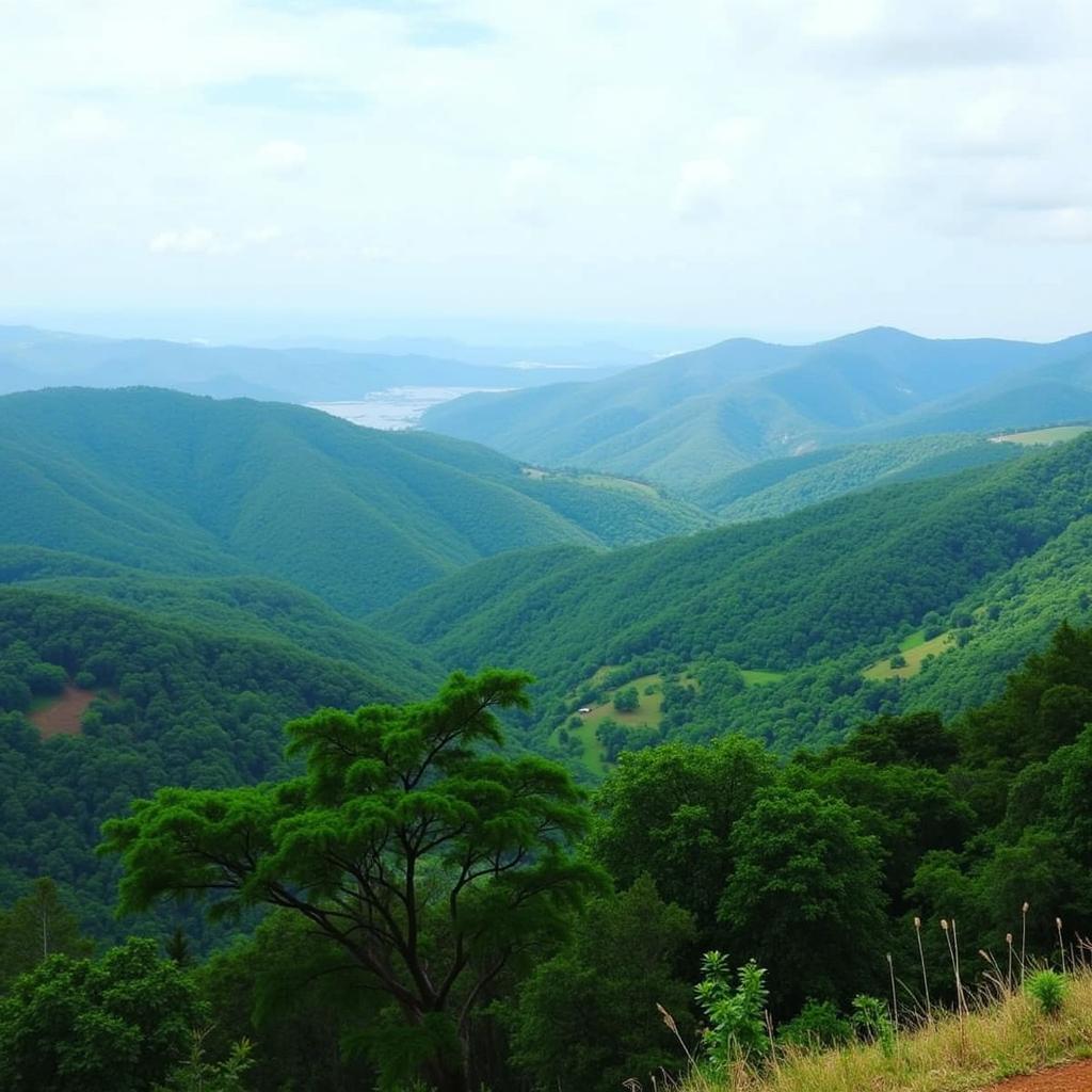 Wayanad Landscape Near Coffee Mint Homestay