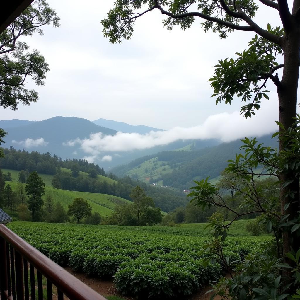 Coorg Homestay Coffee Plantation View